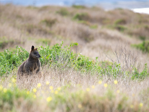 wallaby-grazing
